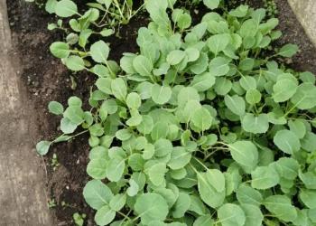 Рассада капусты