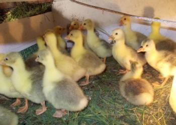 продам гусят