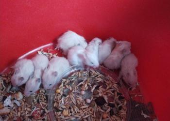 Сирийские хомячки ?