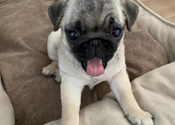 Девчонка мопса