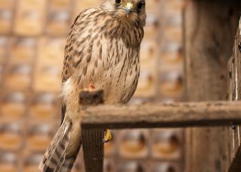 Продам пустельгу