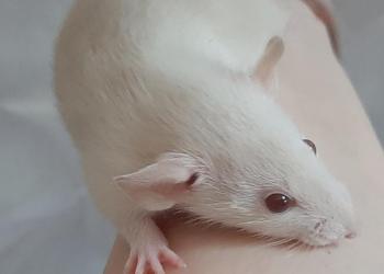 Ласковые малыши крысята 1 месяц
