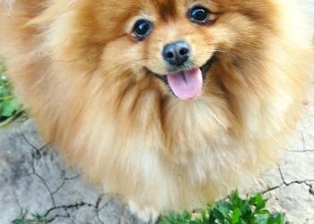 Щенки шпица