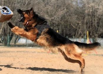 Дрессеровка