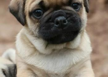 Куплю щенка мопса