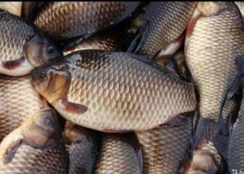 Подаётся, свежая и копчёная рыба?