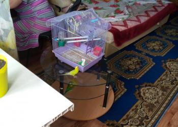 Продам попугая девочку