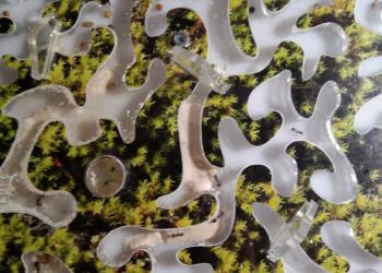 Муравьиная ферма