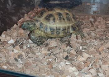 Сухопутная черепаха