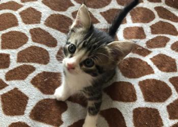 Отдам даром