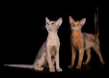 Абиссинские котята из питомника