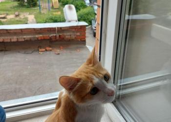 Отдам уличного кота в хорошие руки