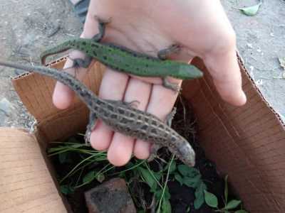 Продам ящериц