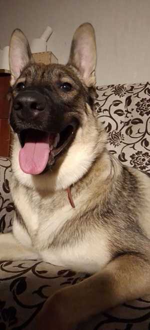 Отдам собаку