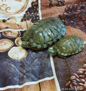 Красноухие черепахи