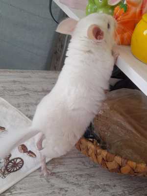 шиншиленок