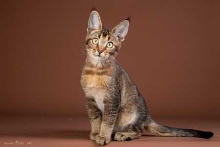 Котята чаузи