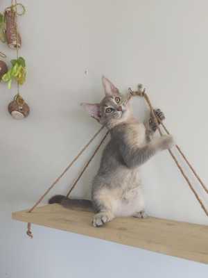 Котята чаузи