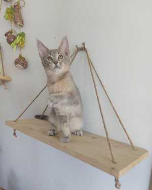 Котята чаузи
