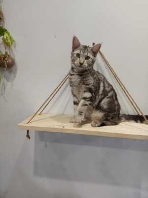 Котята чаузи