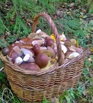 Сухие грибы