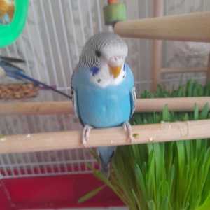 Попугай девочка