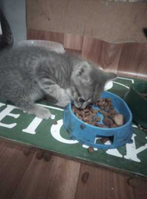 Отдам в добрые руки