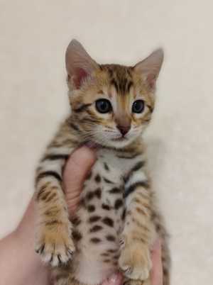 Продаю кошечку бенгальской породы