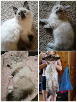 Продаются котята породы Невская маскарадная.