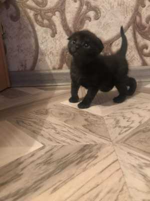 Отдам в добрые руки