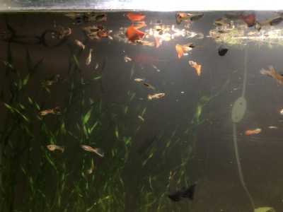 Рыбки гуппи