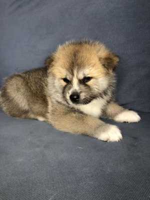 Щенки Акита-Ину