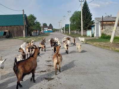Козы