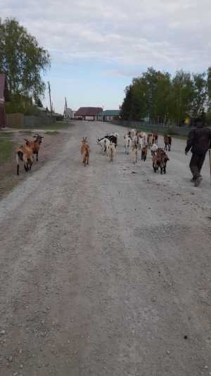 Козы