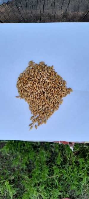 Продам ячмень