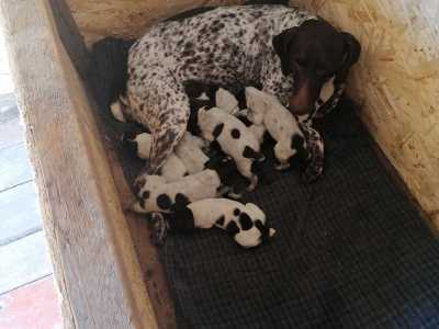 Щенки курцхаара