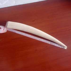 моржовый клык