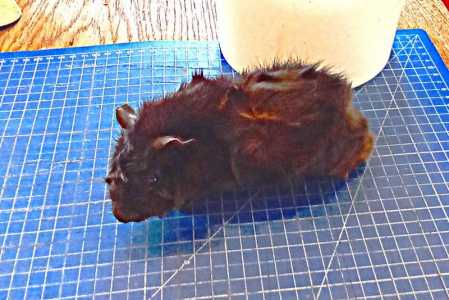 Абиссинская морская свинка