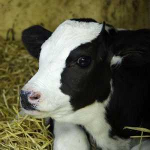 Продажа телят