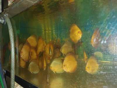 Дискусы рыбки