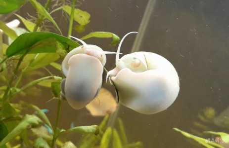 Белые ампулярии