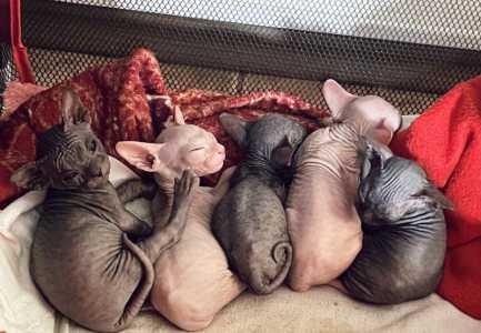 Донской сфинкс котята