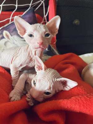 Донской сфинкс котята