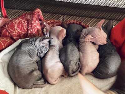 Донской сфинкс котята