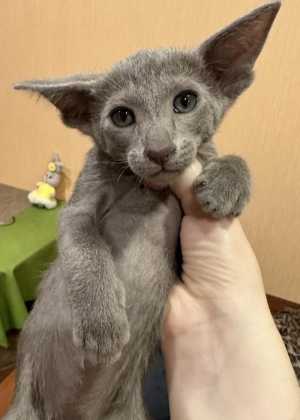 Ориентальные котята