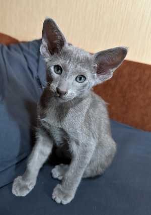Ориентальные котята
