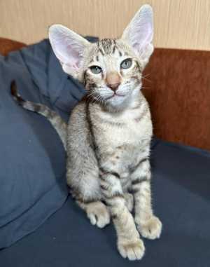 Ориентальные котята