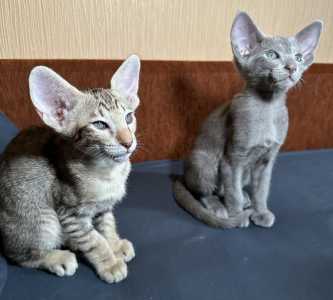 Ориентальные котята