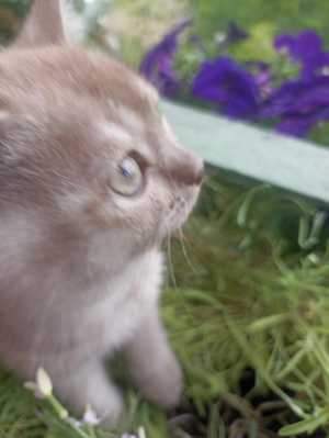 Шотландские котята