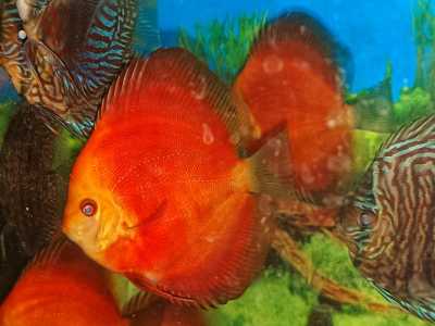 Дискусы красные